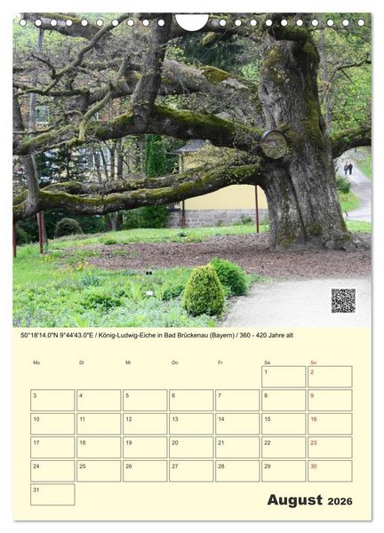 Produktbild: Uralt - Mit QR-Code und GPS zu alten B&auml;umen (Wandkalender 2026 DIN A4 hoch), CALVENDO Monatskalender