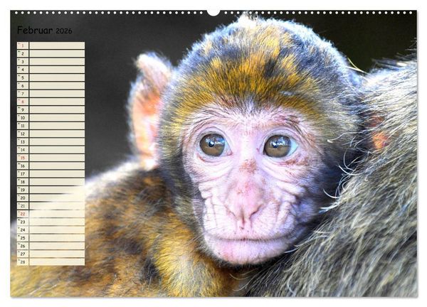 Produktbild: Zauberhafte Affenkinder. S&uuml;&szlig;er geht&acute;s nicht! (hochwertiger Premium Wandkalender 2026 DIN A2 quer), Kunstdruck in Hochglanz