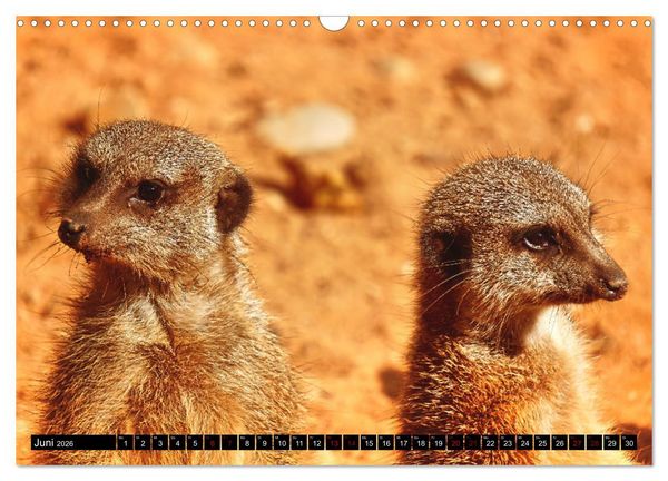 Produktbild: Lustige Erdm&auml;nnchen (Wandkalender 2026 DIN A3 quer), CALVENDO Monatskalender