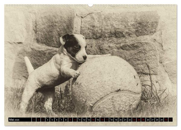 Produktbild: Parson Jack Russel Welpen (hochwertiger Premium Wandkalender 2026 DIN A2 quer), Kunstdruck in Hochglanz