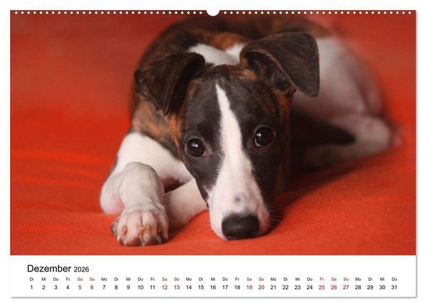 Produktbild: Total gechillte Hunde (Wandkalender 2026 DIN A2 quer), CALVENDO Monatskalender