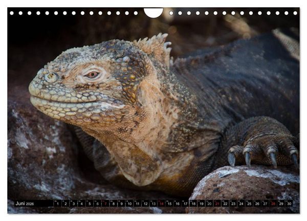 Produktbild: Leguane auf Galapagos (Wandkalender 2026 DIN A4 quer), CALVENDO Monatskalender