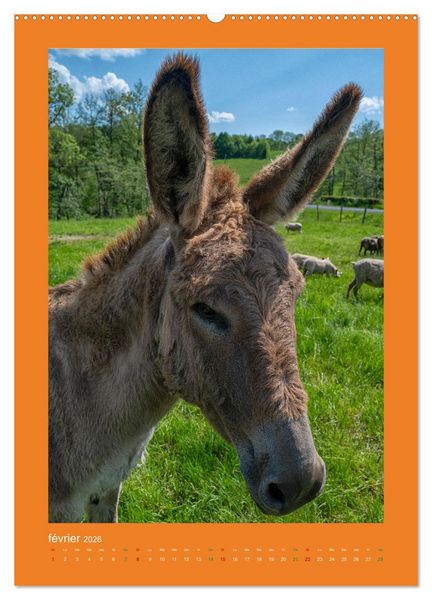 Produktbild: Beaut&eacute; rustique Regards animaliers (Calendrier mural 2026 DIN A2 horizontal) calendrier de bureau