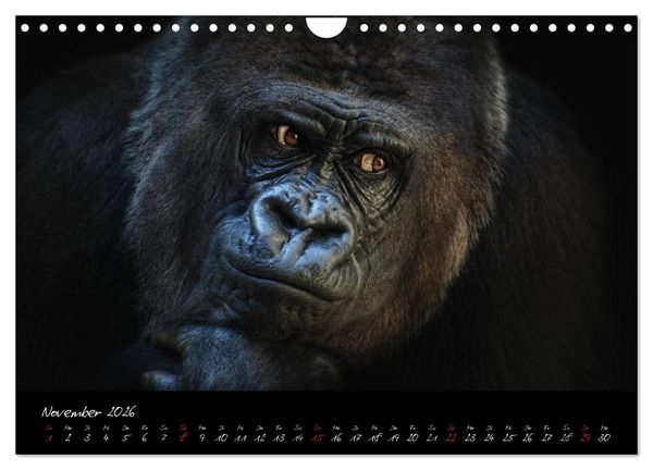 Produktbild: Gorilla (Wandkalender 2026 DIN A4 quer), CALVENDO Monatskalender