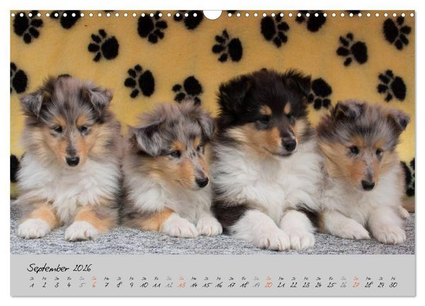 Produktbild: Collie Welpen zum Verlieben (Wandkalender 2026 DIN A3 quer), CALVENDO Monatskalender