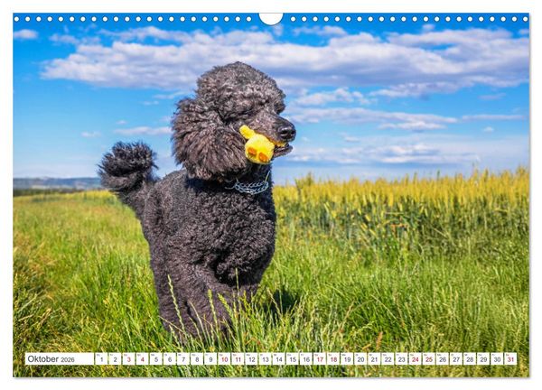 Produktbild: Pudel - Gl&uuml;ck auf vier Pfoten (Wandkalender 2026 DIN A3 quer), CALVENDO Monatskalender