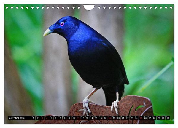 Produktbild: Australiens Tierwelt (Wandkalender 2026 DIN A4 quer), CALVENDO Monatskalender
