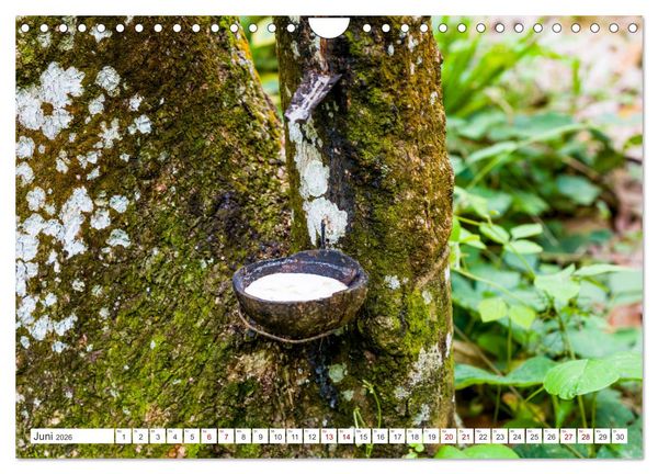 Produktbild: Gunung Leuser Nationalpark Sumatra (Wandkalender 2026 DIN A4 quer), CALVENDO Monatskalender