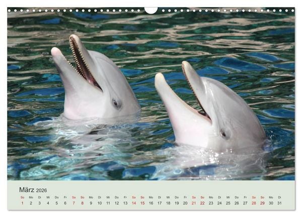 Produktbild: Die Welt der Delphine (Wandkalender 2026 DIN A3 quer), CALVENDO Monatskalender