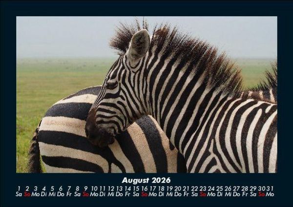 Produktbild: Zebrazauber 2026 Fotokalender DIN A5