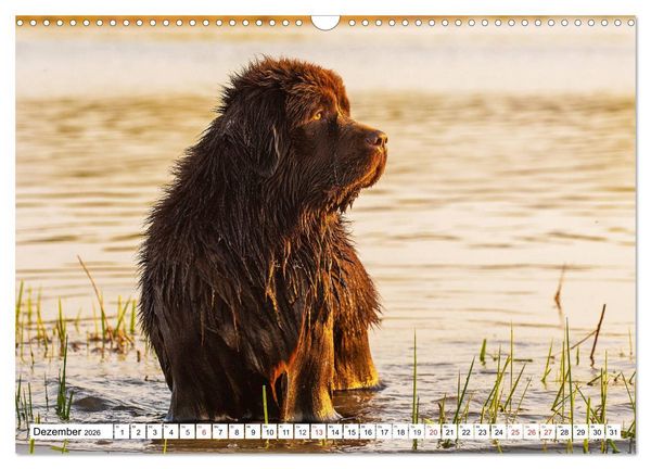 Produktbild: Neufundl&auml;nder - Das Wasser ist ihr Element (Wandkalender 2026 DIN A3 quer), CALVENDO Monatskalender