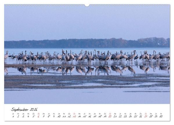 Produktbild: Kraniche am Schlafplatz - im Naturparadies der Mecklenburgischen Seenplatte (Wandkalender 2026 DIN A2 quer), CALVENDO Monatskalender