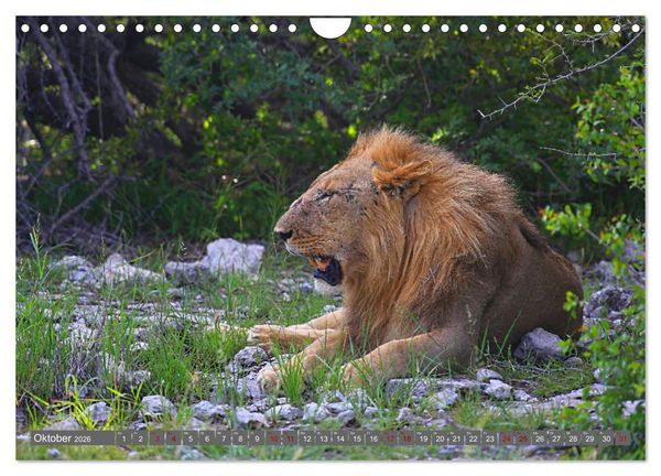 Produktbild: Botswana- Pirschfahrt mit Garantie auf Wildlife (Wandkalender 2026 DIN A4 quer), CALVENDO Monatskalender