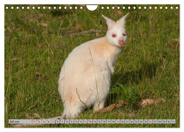 Produktbild: K&auml;ngururs und Wallabys (Wandkalender 2026 DIN A4 quer), CALVENDO Monatskalender