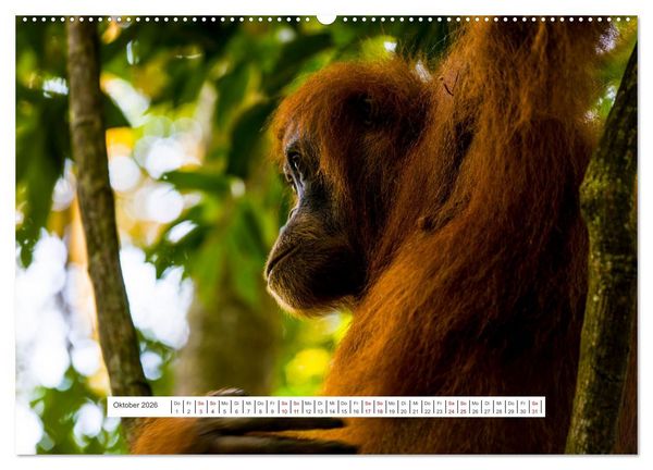Produktbild: Gunung Leuser Nationalpark und seine Orang Utans (Wandkalender 2026 DIN A2 quer), CALVENDO Monatskalender