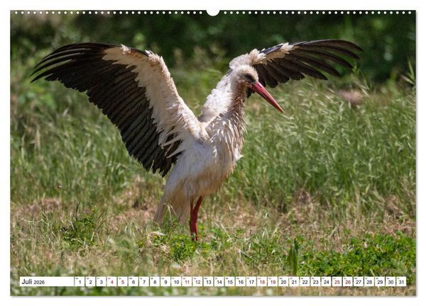 Produktbild: Vogelparadies Volvi-See (hochwertiger Premium Wandkalender 2026 DIN A2 quer), Kunstdruck in Hochglanz