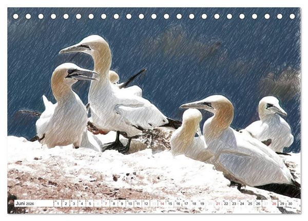 Produktbild: Schottlands Vogelwelt - Ein Portr&auml;t in Zeichnungen (Tischkalender 2026 DIN A5 quer), CALVENDO Monatskalender