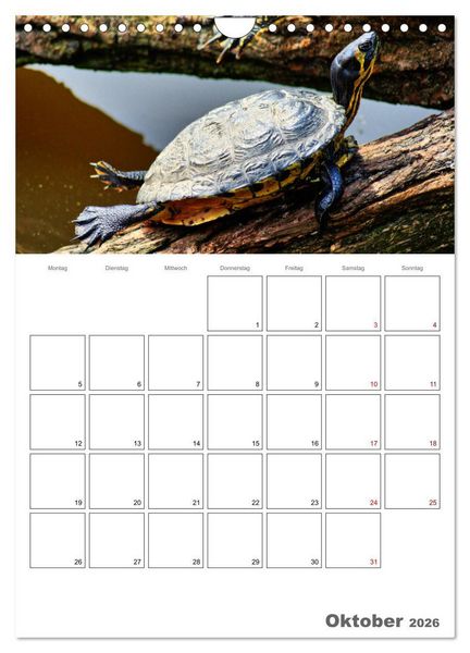 Produktbild: Langsame Schildkr&ouml;ten (Wandkalender 2026 DIN A4 hoch), CALVENDO Monatskalender