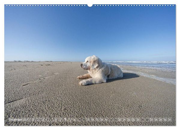 Produktbild: Mit Hunden an den Str&auml;nden von Nord- und Ostsee (hochwertiger Premium Wandkalender 2027 DIN A2 quer), Kunstdruck in Hochglanz