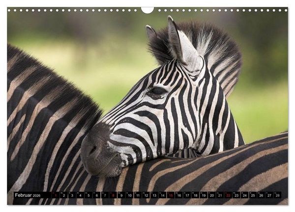 Produktbild: Zebras - Ungez&auml;hmte Kraft (Wandkalender 2026 DIN A3 quer), CALVENDO Monatskalender