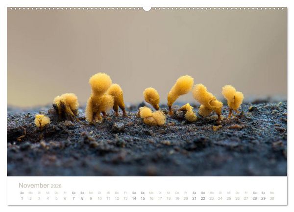 Produktbild: FASZINATION PILZE 2026 (Wandkalender 2026 DIN A2 quer), CALVENDO Monatskalender