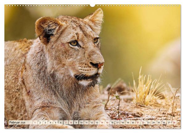 Produktbild: Afrikas L&ouml;wen 2026 (hochwertiger Premium Wandkalender 2026 DIN A2 quer), Kunstdruck in Hochglanz
