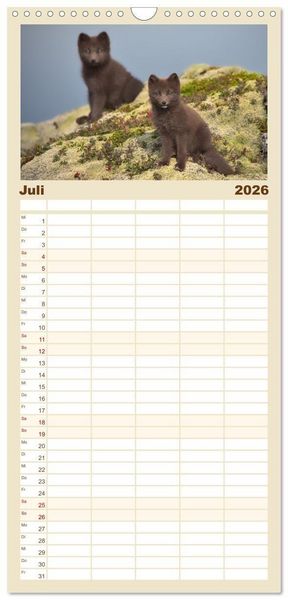 Produktbild: Familienplaner 2026 - Polarfuchs-Welpen mit 5 Spalten (Wandkalender, 21 x 45 cm) CALVENDO