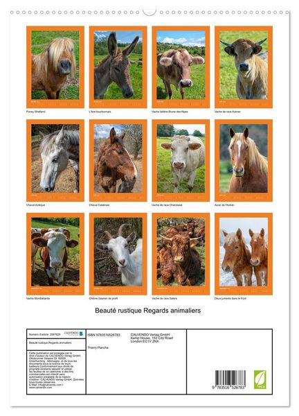 Produktbild: Beaut&eacute; rustique Regards animaliers (Calendrier mural 2026 DIN A2 horizontal) calendrier de bureau