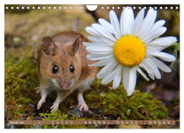 Produktbild: Gr&uuml;sse von der Maus! (Wandkalender 2026 DIN A4 quer), CALVENDO Monatskalender