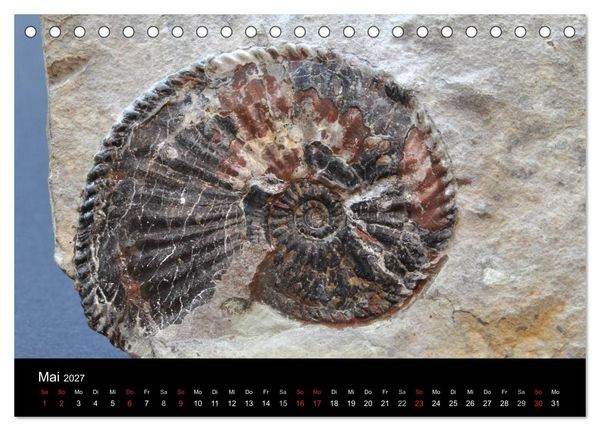 Produktbild: Fossilien - Zeugen der Urzeit (Tischkalender 2027 DIN A5 quer), CALVENDO Monatskalender