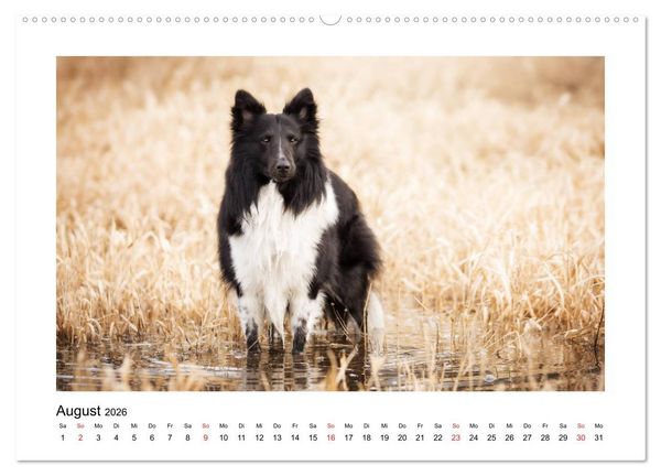 Produktbild: Herzensshelties - Shetland Sheepdogs (hochwertiger Premium Wandkalender 2026 DIN A2 quer), Kunstdruck in Hochglanz