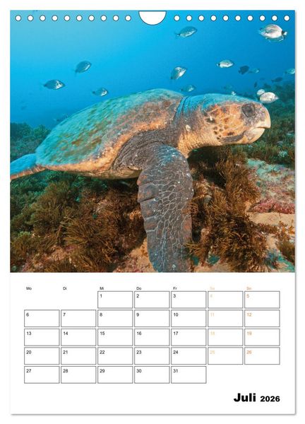 Produktbild: Wunderbare Wasserwelt der Meeresschildkr&ouml;ten (Wandkalender 2026 DIN A4 hoch), CALVENDO Monatskalender