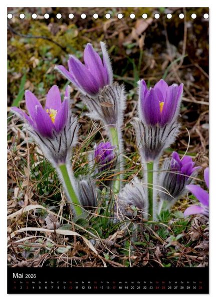 Produktbild: Seltene Wildblumen (Tischkalender 2026 DIN A5 hoch), CALVENDO Monatskalender