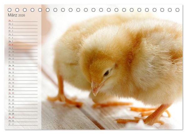 Produktbild: K&uuml;ken in der Kinderstube Terminplaner (Tischkalender 2026 DIN A5 quer), CALVENDO Monatskalender