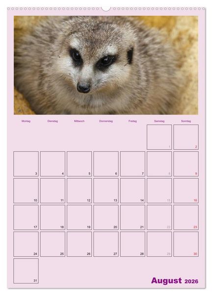 Produktbild: Erdm&auml;nnchen / Terminplaner (Wandkalender 2026 DIN A2 hoch), CALVENDO Monatskalender