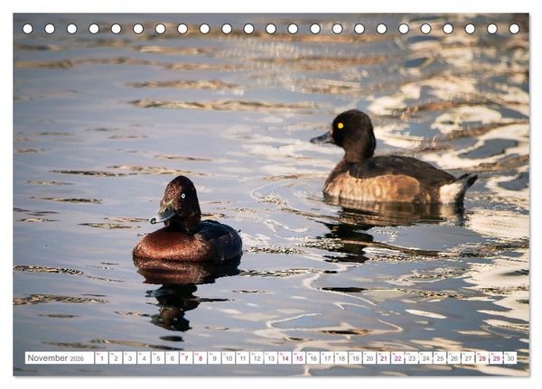 Produktbild: Vogelwelt am Bodensee 2026 (Tischkalender 2026 DIN A5 quer), CALVENDO Monatskalender