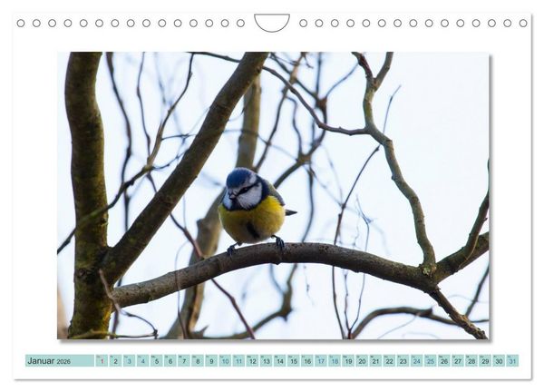 Produktbild: Augenblicke im M&uuml;ritz Nationalpark (Wandkalender 2026 DIN A4 quer), CALVENDO Monatskalender