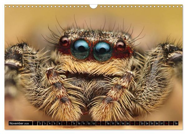 Produktbild: Jumping Spiders (Wall Calendar 2026 DIN A3 landscape), CALVENDO 12 Month Wall Calendar