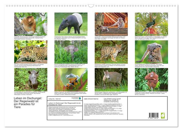 Produktbild: Leben im Dschungel: Der Regenwald ist ein Paradies f&uuml;r Tiere (Wandkalender 2026 DIN A2 quer), CALVENDO Monatskalender