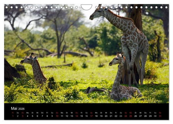 Produktbild: Giraffen &ndash; Faszination der Wildnis (Wandkalender 2026 DIN A4 quer), CALVENDO Monatskalender