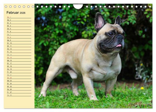 Produktbild: Franz&ouml;sische Bulldogge - Clown auf 4 Pfoten (Wandkalender 2026 DIN A4 quer), CALVENDO Monatskalender