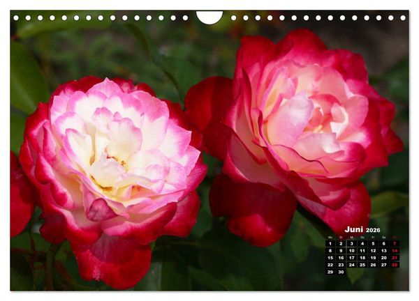 Produktbild: Magie der Rosen (Wandkalender 2026 DIN A4 quer), CALVENDO Monatskalender