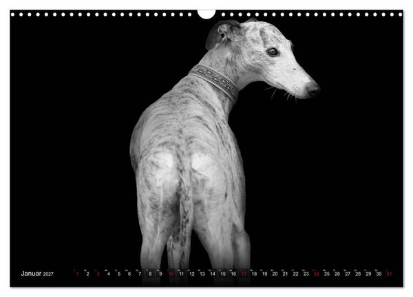 Produktbild: Galgo Espa&ntilde;ol - der spanische Windhund 2027 (Wandkalender 2027 DIN A3 quer), CALVENDO Monatskalender