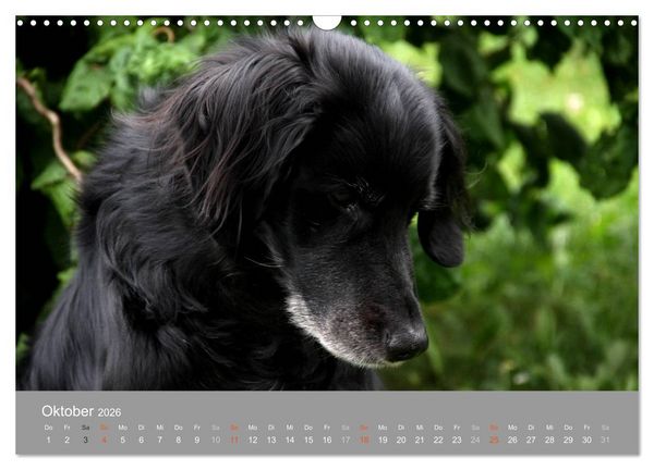 Produktbild: Graue Schnuten - Hunde in den besten Jahren (Wandkalender 2026 DIN A3 quer), CALVENDO Monatskalender