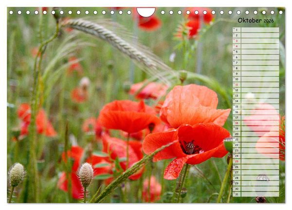 Produktbild: Klatschmohn im Feld (Wandkalender 2026 DIN A4 quer), CALVENDO Monatskalender