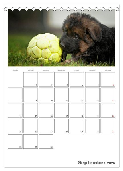Produktbild: Deutscher Sch&auml;ferhund - Welpen, Planer (Tischkalender 2026 DIN A5 hoch), CALVENDO Monatskalender