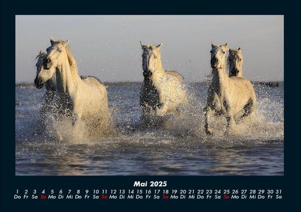 Produktbild: Die Welt der Pferde 2025 Fotokalender DIN A4