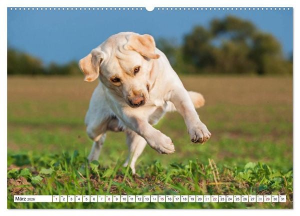 Produktbild: Freund auf 4 Pfoten - Labrador Retriever (Wandkalender 2026 DIN A2 quer), CALVENDO Monatskalender