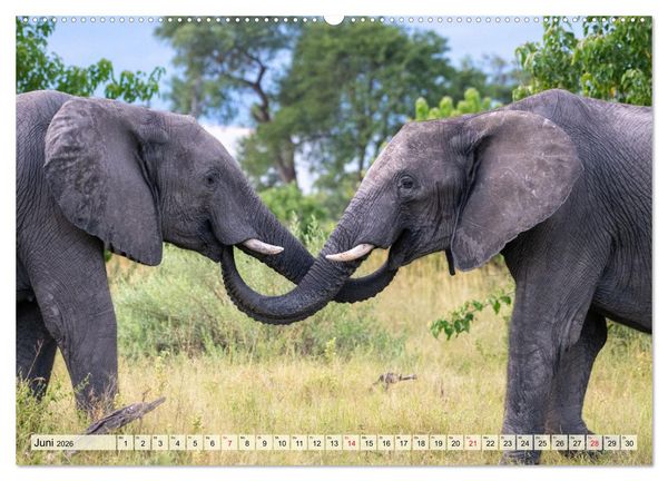 Produktbild: Elefanten - Sanfte Riesen Afrikas (hochwertiger Premium Wandkalender 2026 DIN A2 quer), Kunstdruck in Hochglanz