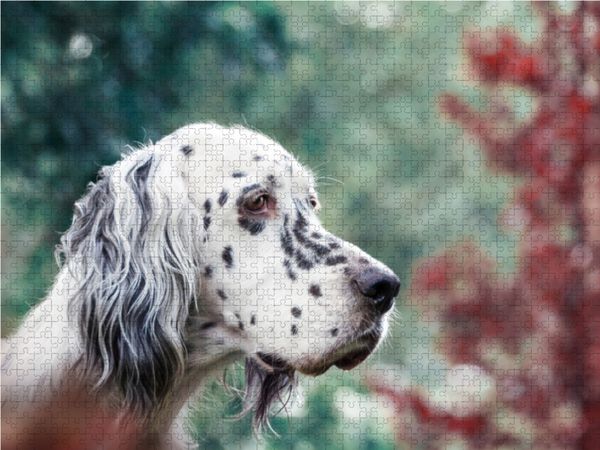 Produktbild: CALVENDO Puzzle Bluebelton English Setter H&uuml;ndin 1000 Teile Lege-Gr&ouml;&szlig;e 64 x 48 cm Foto-Puzzle Bild von VISOVIO
